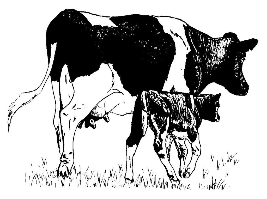 Dessin à colorier: Vache (Animaux) #13345 - Coloriages à Imprimer Gratuits