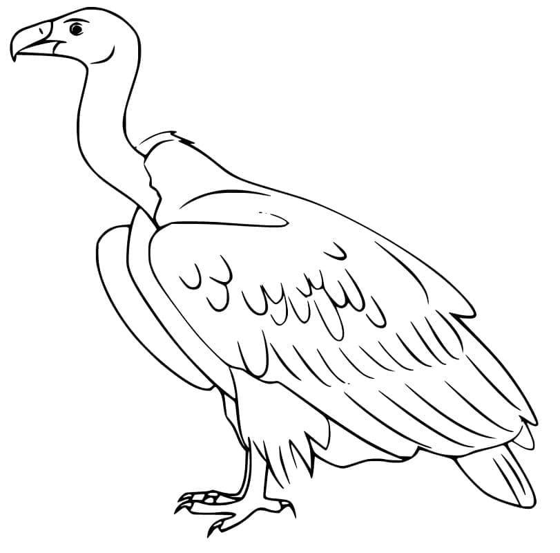 Dessin à colorier: Vautour (Animaux) #205314 - Coloriages à Imprimer Gratuits