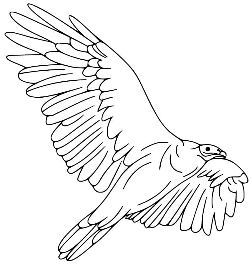 Dessin à colorier: Vautour (Animaux) #205317 - Coloriages à Imprimer Gratuits