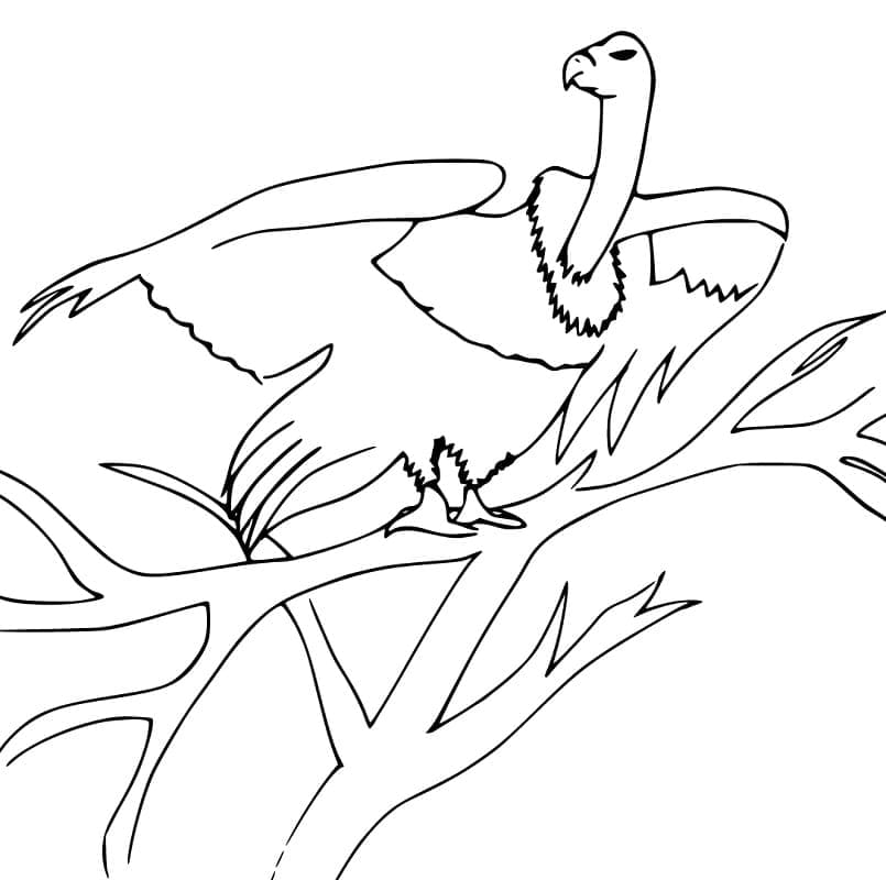 Dessin à colorier: Vautour (Animaux) #205326 - Coloriages à Imprimer Gratuits