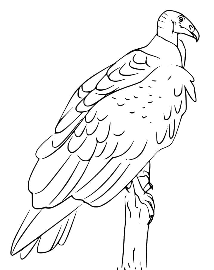 Coloriage gratuit Vautour #205332 de la collection Animaux à imprimer