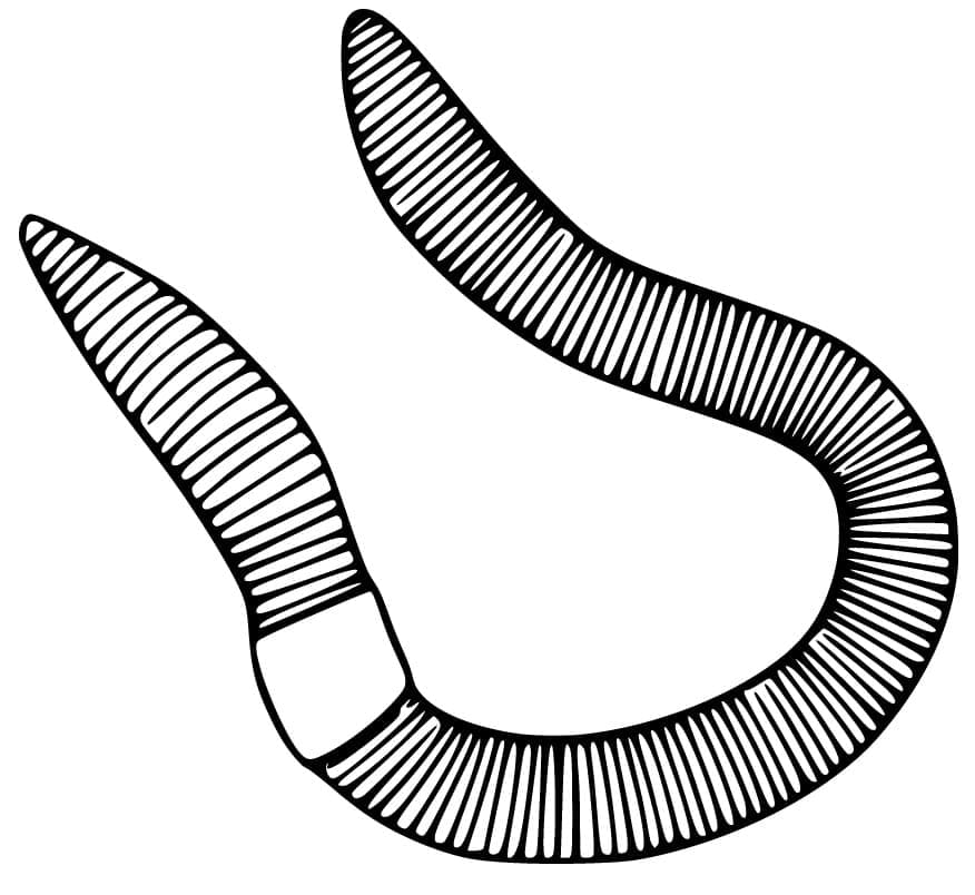 Coloriage gratuit Ver de terre #214602 de la collection Animaux à imprimer