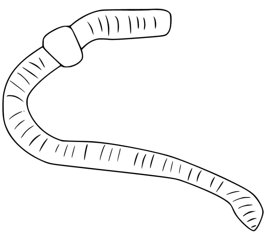 Joli coloriage Ver de terre #214603 de la collection Animaux, prêt à imprimer pour petits et grands