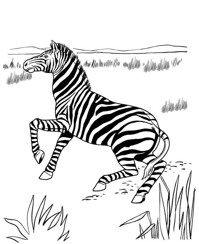 Dessin à colorier: Zèbre (Animaux) #13053 - Coloriages à Imprimer Gratuits