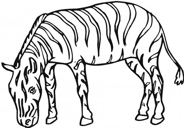 Dessin à colorier: Zèbre (Animaux) #13133 - Coloriages à Imprimer Gratuits