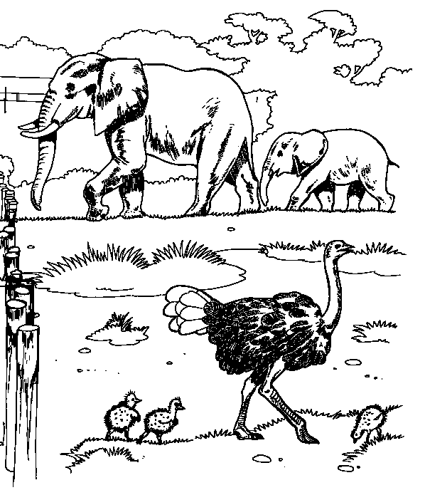 Dessin à colorier: Zoo (Animaux) #12659 - Coloriages à Imprimer Gratuits