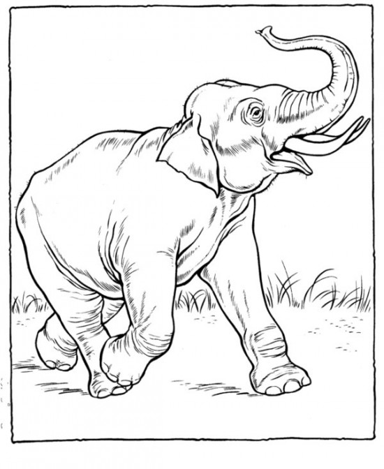 Dessin à colorier: Zoo (Animaux) #12753 - Coloriages à Imprimer Gratuits