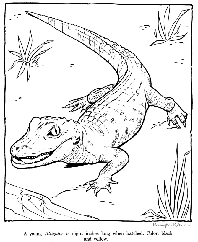 Dessin à colorier: Zoo (Animaux) #12820 - Coloriages à Imprimer Gratuits