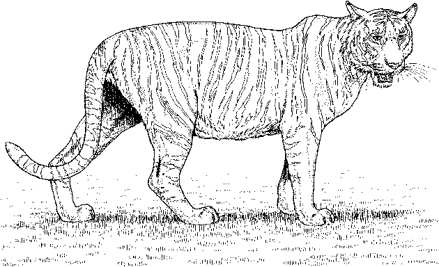 Dessin à colorier: Zoo (Animaux) #12901 - Coloriages à Imprimer Gratuits