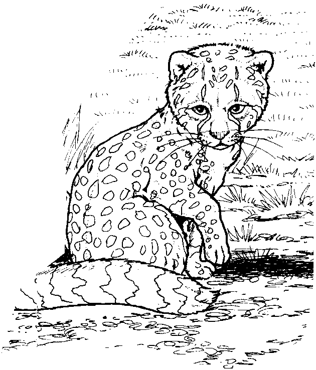 Dessin à colorier: Zoo (Animaux) #12914 - Coloriages à Imprimer Gratuits