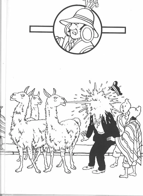 Coloriage Tintin aspergé par des lamas