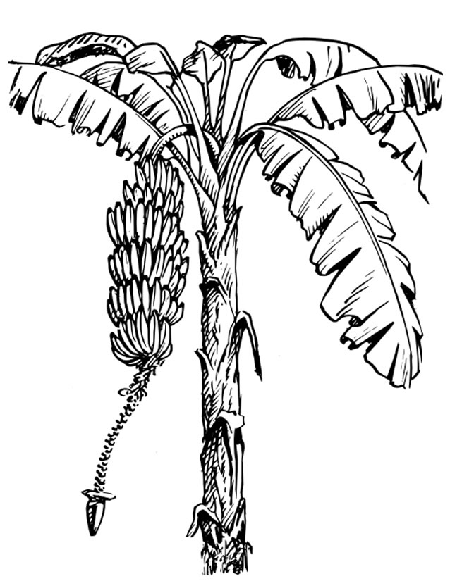 Coloriage gratuit Arbre #154700 de la collection Nature et saisons à imprimer