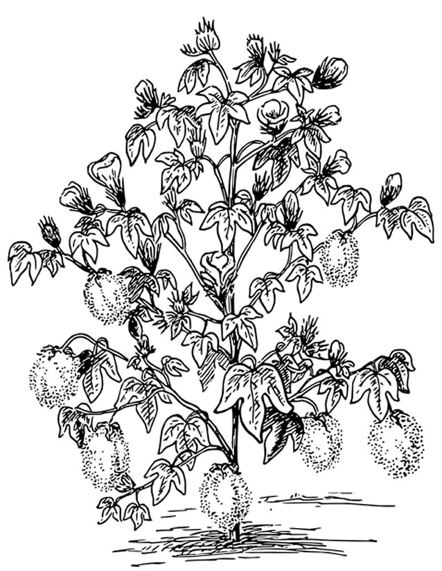 Coloriage gratuit Arbre #154789 de la collection Nature et saisons à imprimer