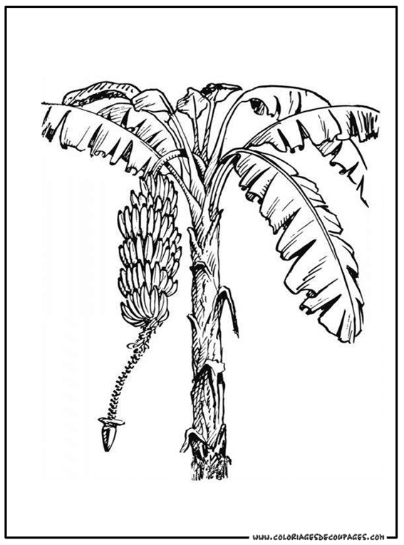Coloriage gratuit Arbre #154838 de la collection Nature et saisons à imprimer