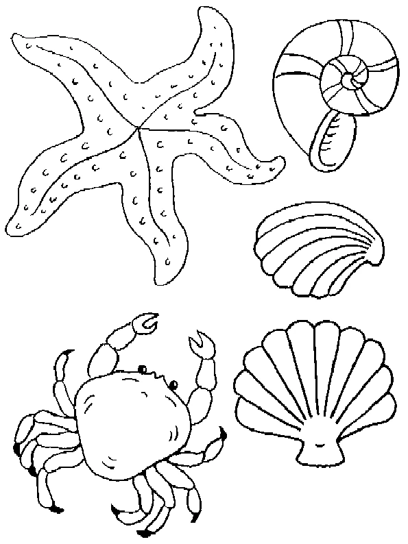 Dessin à colorier: Coquillage (Nature et saisons) #163140 - Coloriages à Imprimer Gratuits