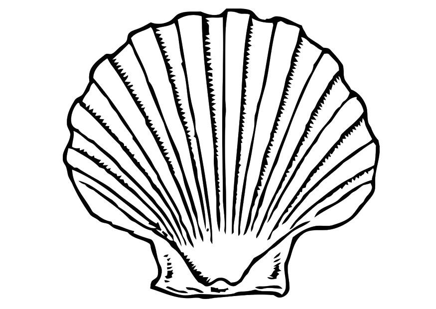 Dessin à colorier: Coquillage (Nature et saisons) #163157 - Coloriages à Imprimer Gratuits