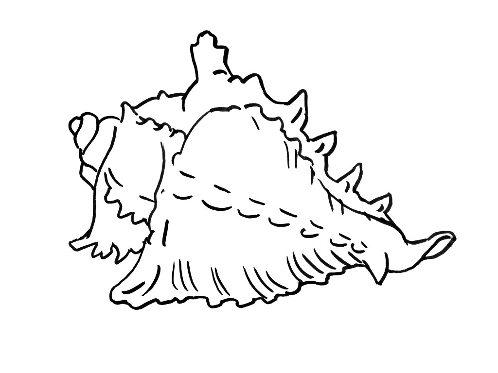 Dessin à colorier: Coquillage (Nature et saisons) #163167 - Coloriages à Imprimer Gratuits