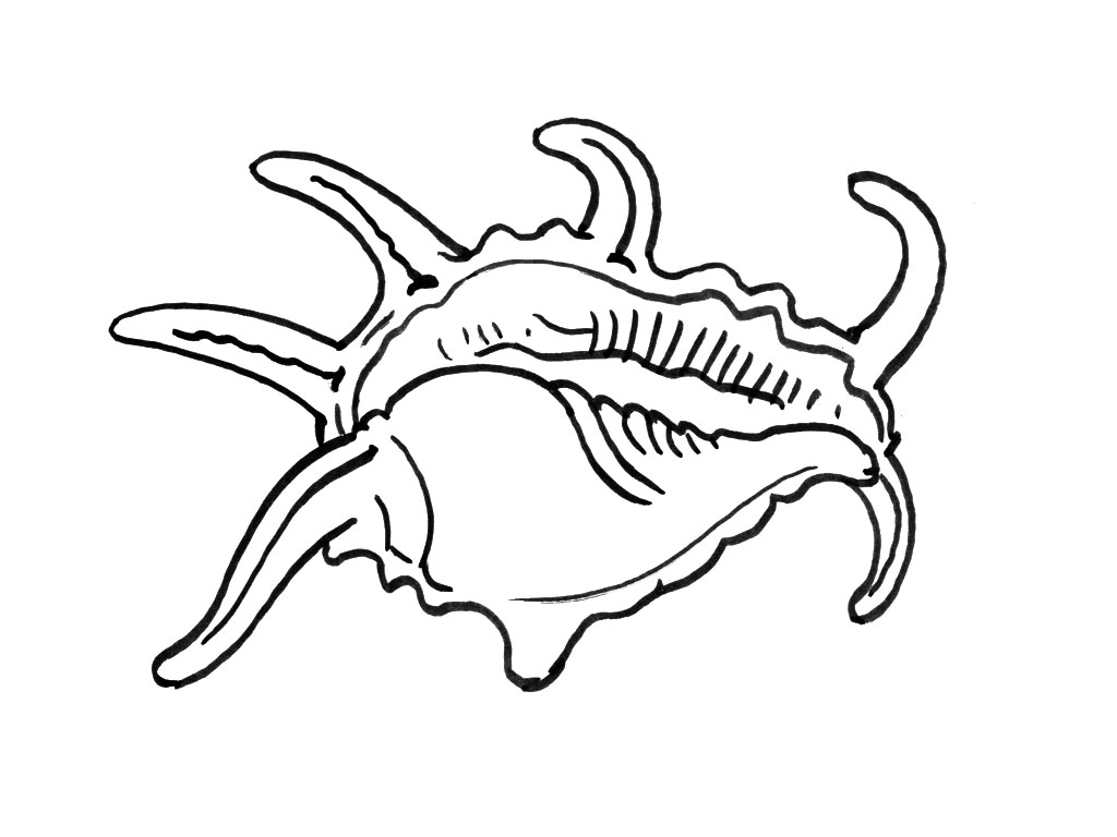 Dessin à colorier: Coquillage (Nature et saisons) #163179 - Coloriages à Imprimer Gratuits