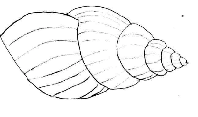 Dessin à colorier: Coquillage (Nature et saisons) #163220 - Coloriages à Imprimer Gratuits