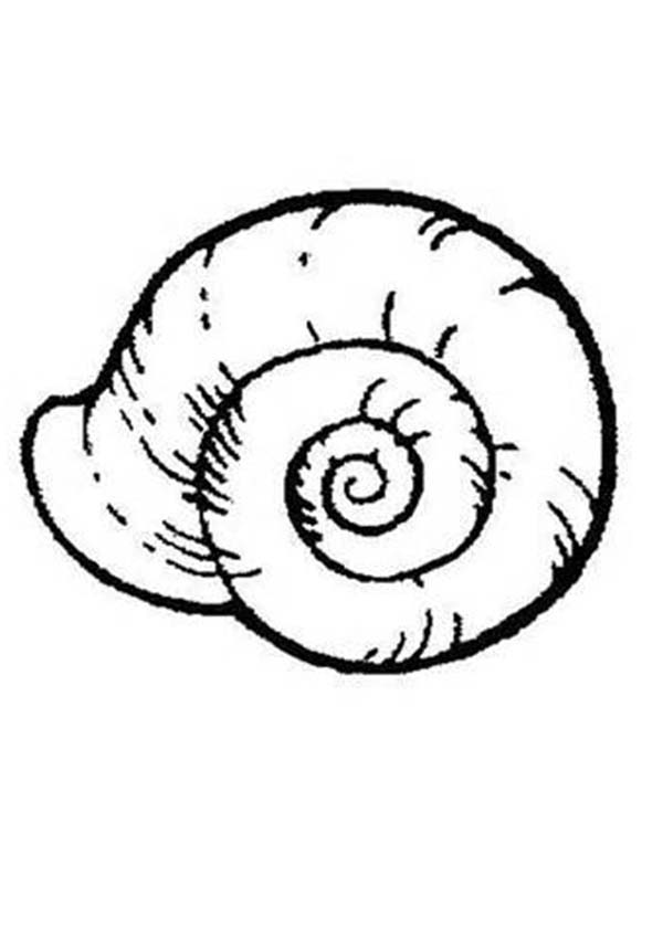 Dessin à colorier: Coquillage (Nature et saisons) #163234 - Coloriages à Imprimer Gratuits