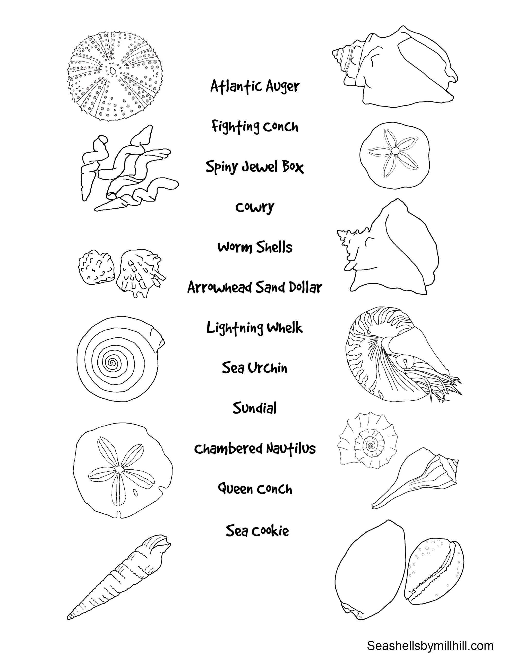 Dessin à colorier: Coquillage (Nature et saisons) #163304 - Coloriages à Imprimer Gratuits