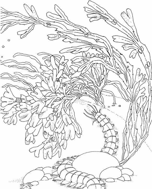 Coloriage gratuit pour enfants et adultes Corail #162973, collection Nature et saisons