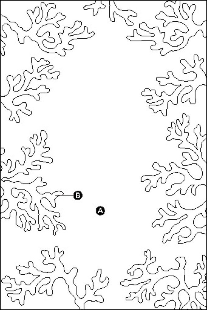 Coloriage gratuit Corail #163006 de la collection Nature et saisons à imprimer