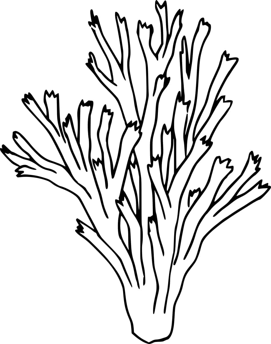 Coloriage gratuit Corail #210308 de la collection Nature et saisons à imprimer