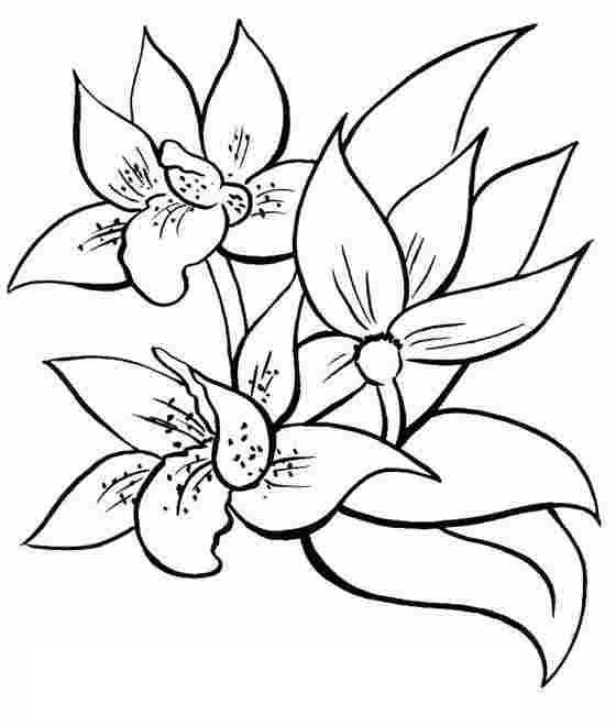 Coloriage gratuit Fleurs #154979 de la collection Nature et saisons à imprimer
