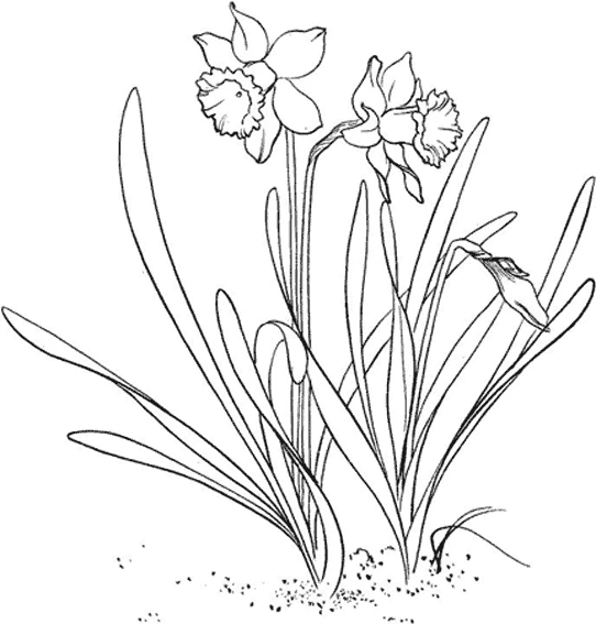 Illustration au trait Fleurs #155166 de la collection Nature et saisons à colorier gratuitement