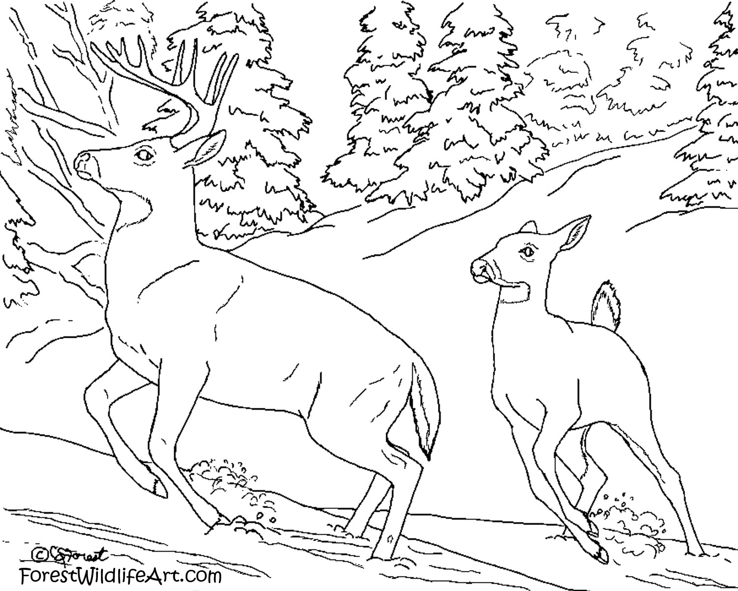 Dessin à colorier: Forêt (Nature et saisons) #157042 - Coloriages à Imprimer Gratuits