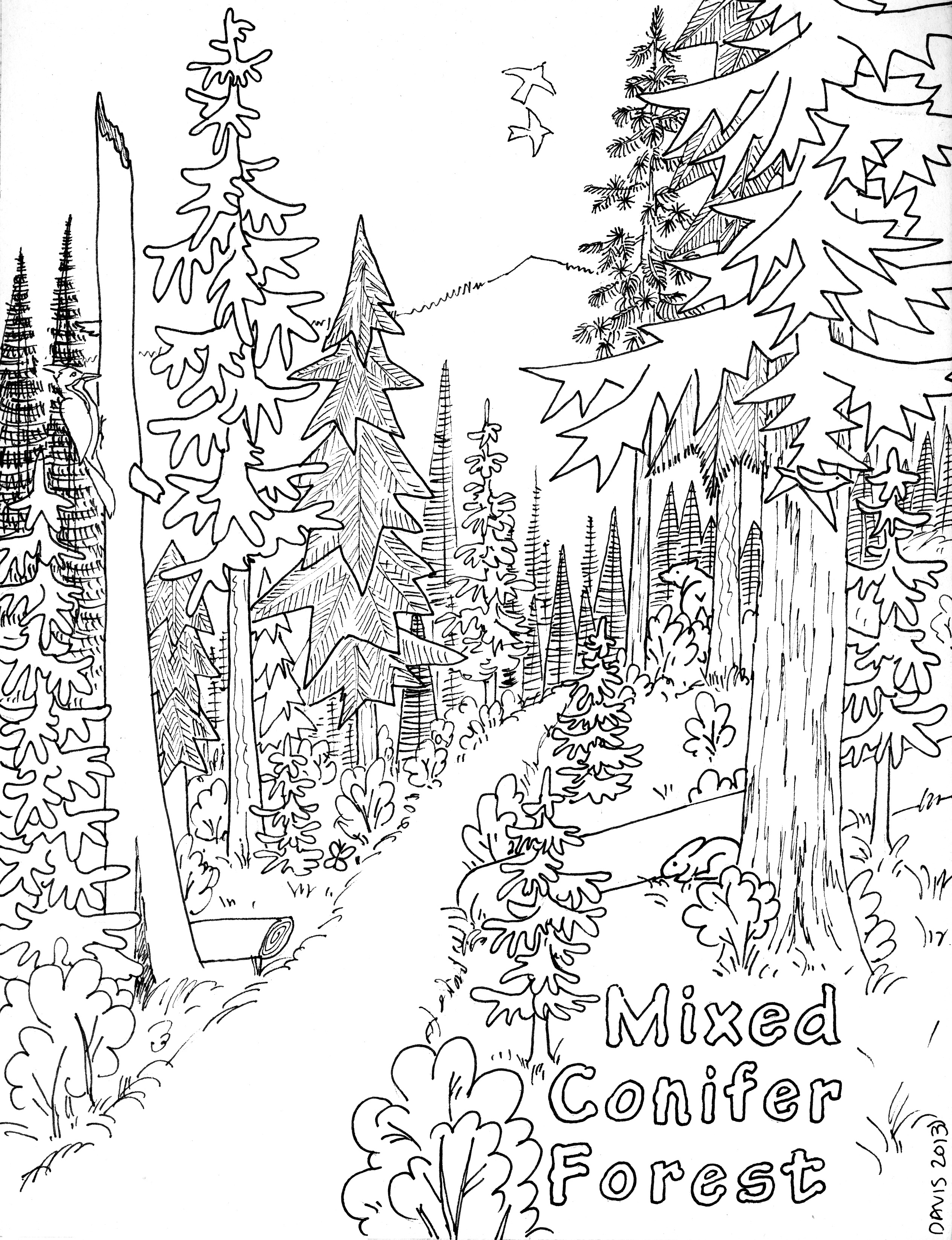 Dessin à colorier: Forêt (Nature et saisons) #157046 - Coloriages à Imprimer Gratuits