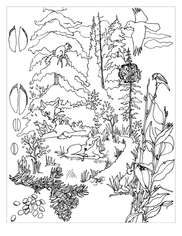 Coloriage gratuit Forêt #191257 de la collection Nature et saisons à imprimer