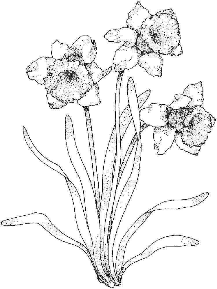 Coloriage imprimable Jonquille #189956 de la collection Nature et saisons à colorier aux crayons