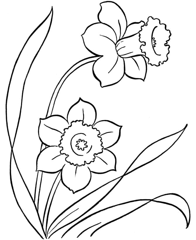 Page de coloriage Jonquille #189965, collection Nature et saisons, à imprimer et colorier