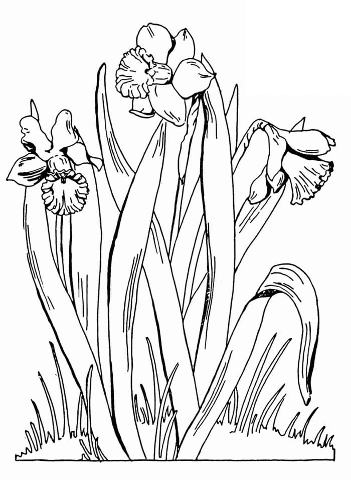 Coloriage gratuit Jonquille #189967 de la collection Nature et saisons à imprimer