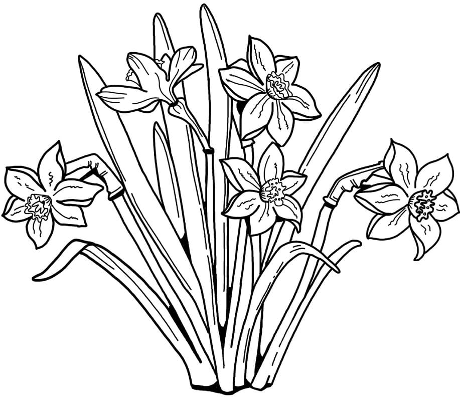 Coloriage gratuit Jonquille #189969 de la collection Nature et saisons à imprimer