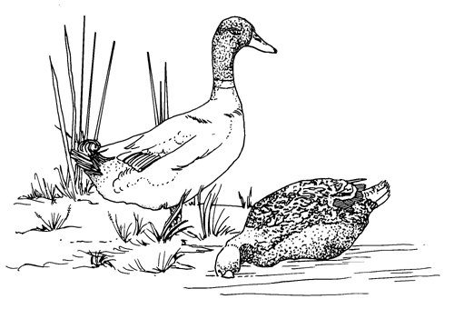 Coloriage gratuit Lac #166262 de la collection Nature et saisons à imprimer