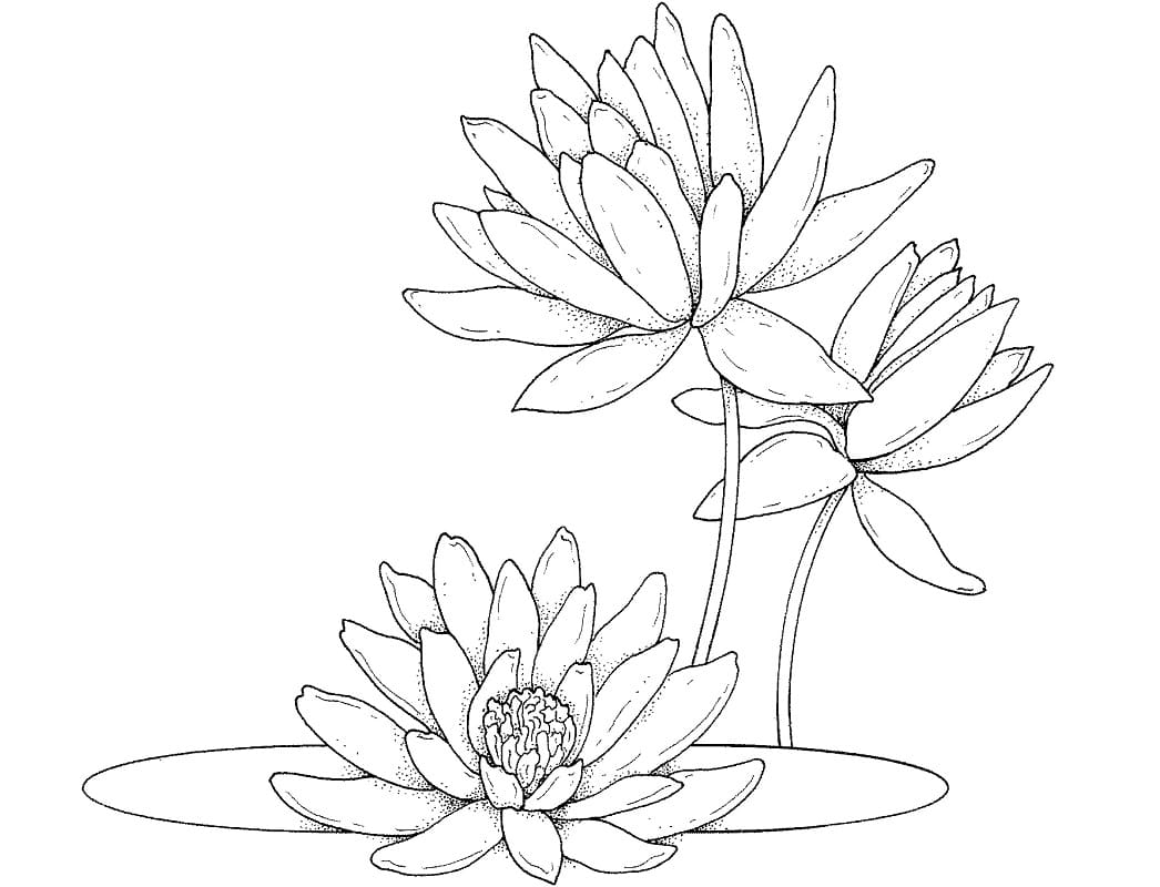 Coloriage gratuit Nénuphar #221877 de la collection Nature et saisons à imprimer