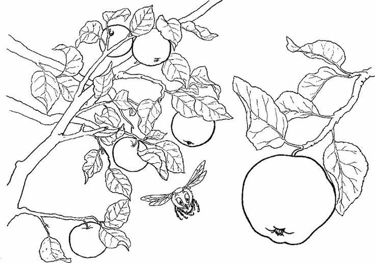 Coloriage gratuit Pommier #163774 de la collection Nature et saisons à imprimer