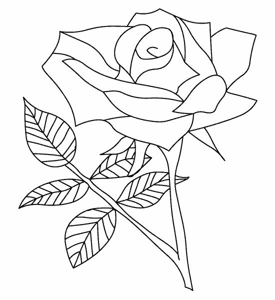 Coloriage gratuit Roses #161894 de la collection Nature et saisons à imprimer