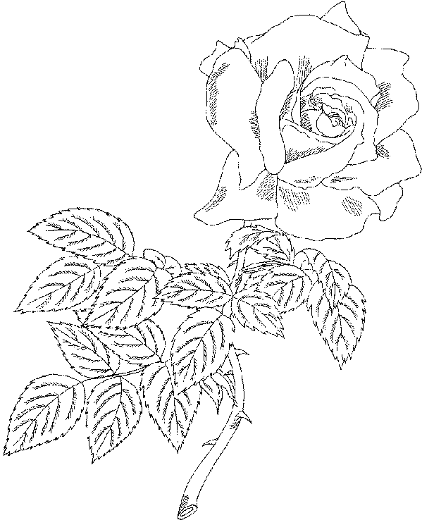 Coloriage gratuit Roses #161939 de la collection Nature et saisons à imprimer