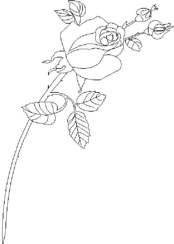 Coloriage à imprimer Roses #161965 de la série Nature et saisons, gratuit pour enfants et adultes