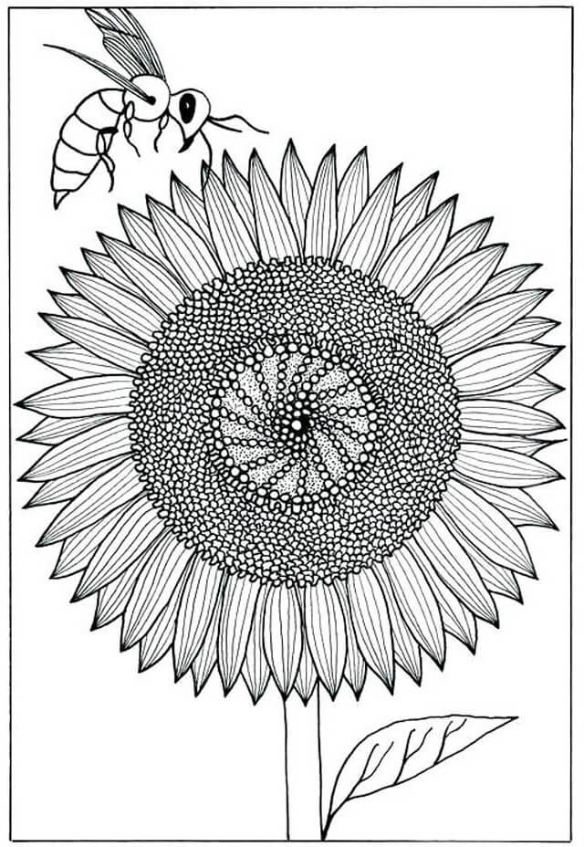 Coloriage gratuit Tournesol #171035 de la collection Nature et saisons à imprimer