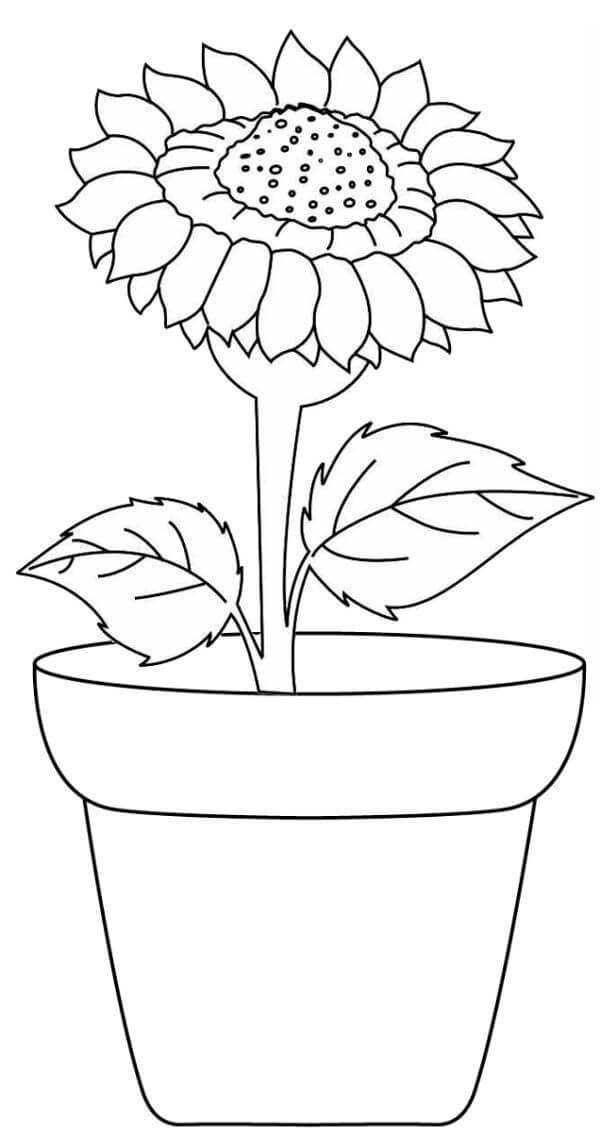 Coloriage gratuit Tournesol #171038 de la collection Nature et saisons à imprimer