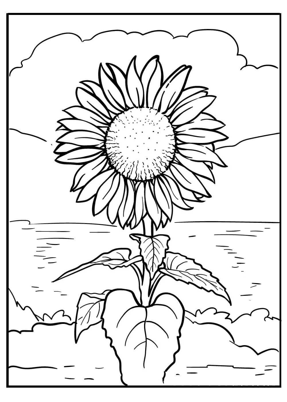 Coloriage gratuit Tournesol #171051 de la collection Nature et saisons à imprimer