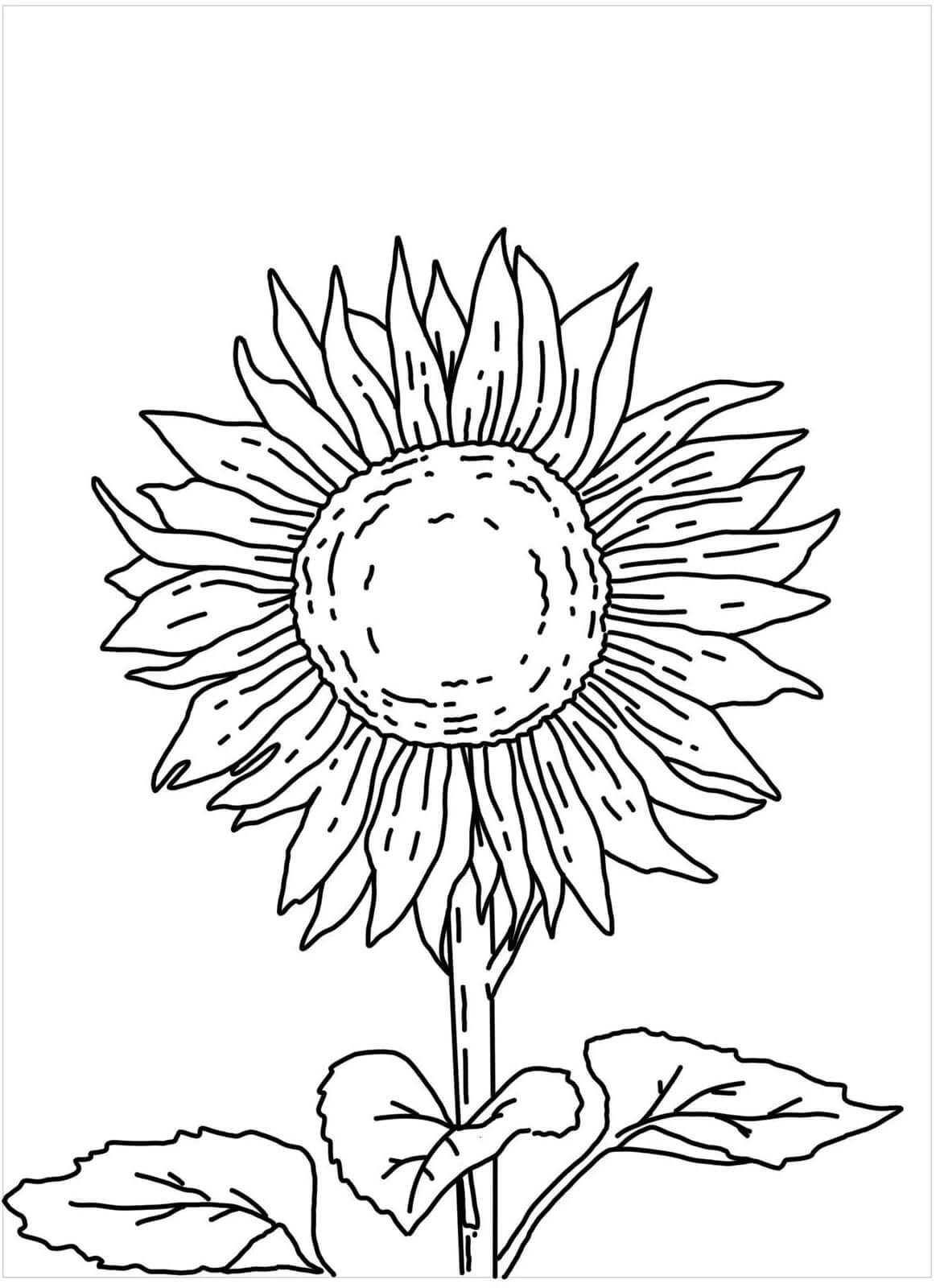 Coloriage gratuit Tournesol #171055 de la collection Nature et saisons à imprimer
