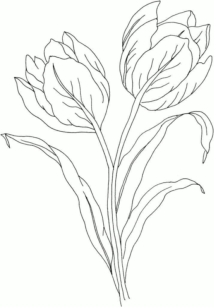 Coloriage à imprimer Tulipe #161655 de la série Nature et saisons, gratuit pour enfants et adultes