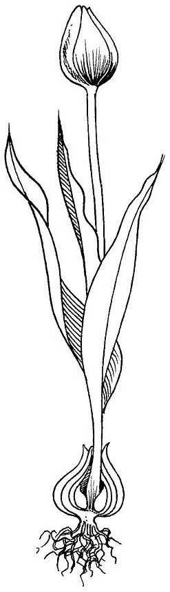 Coloriage imprimable Tulipe #161740 de la collection Nature et saisons à colorier aux crayons
