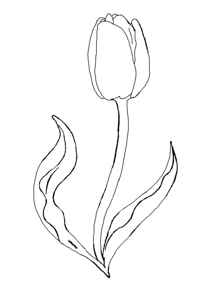 Coloriage gratuit Tulipe #174138 de la collection Nature et saisons à imprimer